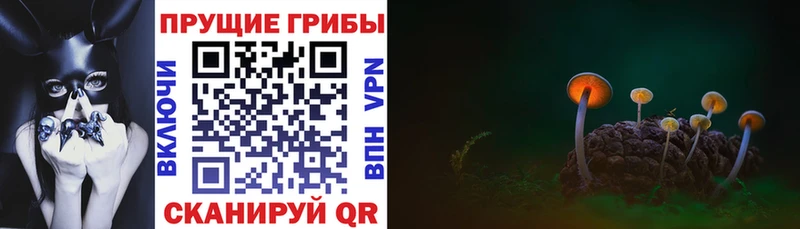 Галлюциногенные грибы прущие грибы  Краснодар 